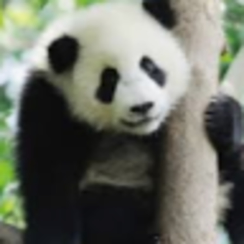 Meet your Posher, Lucy